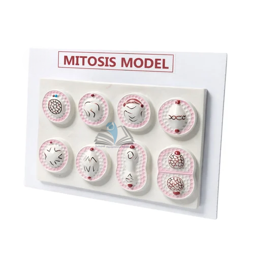 Mitosis Model